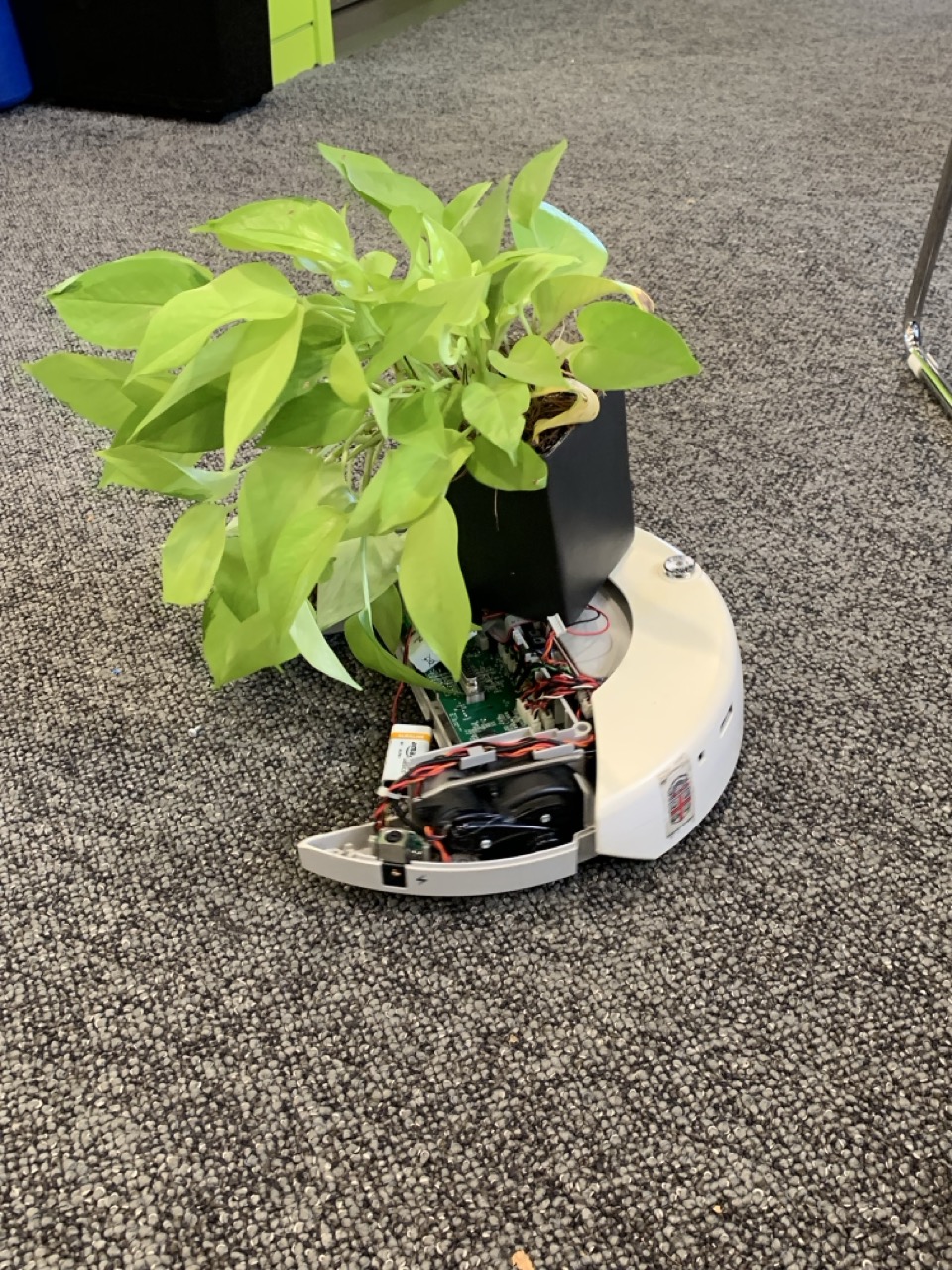 Botany Bots - Process 5